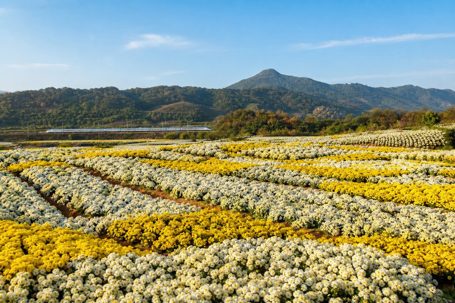 九湖村杭菊花海:雪白與金黃杭菊沿紅土台地鋪成花毯,遠山與火車駛過是銅鑼秋日經典畫面(AI 生成示意圖)
