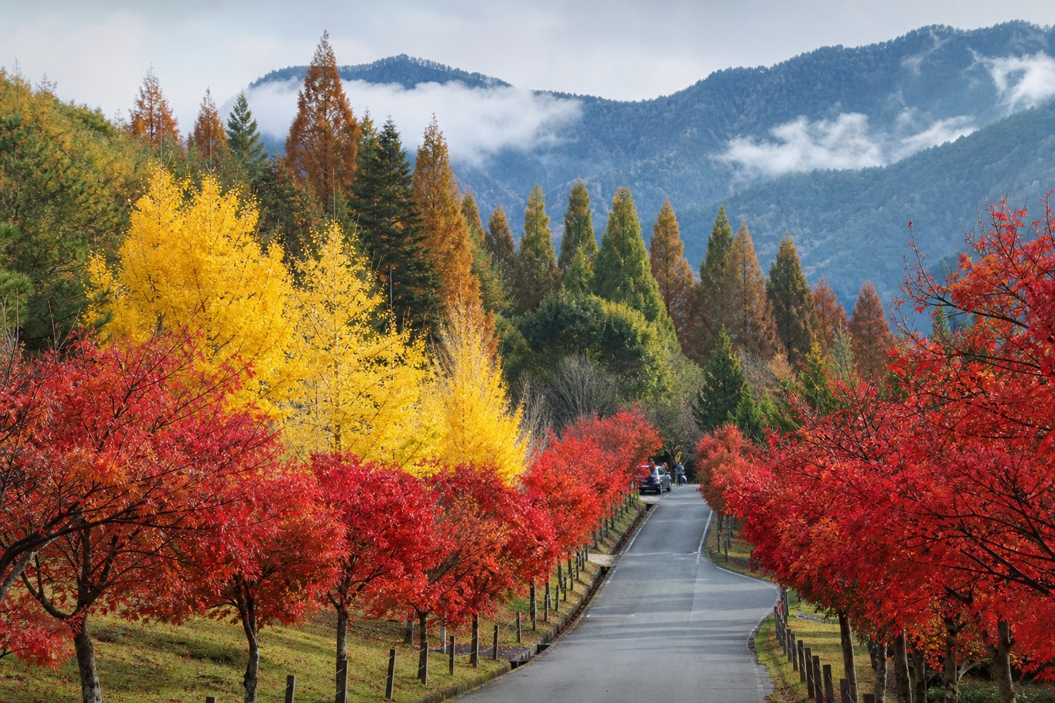 武陵農場秋季山谷：楓紅與金黃銀杏並列的南谷景致（AI 生成示意圖）