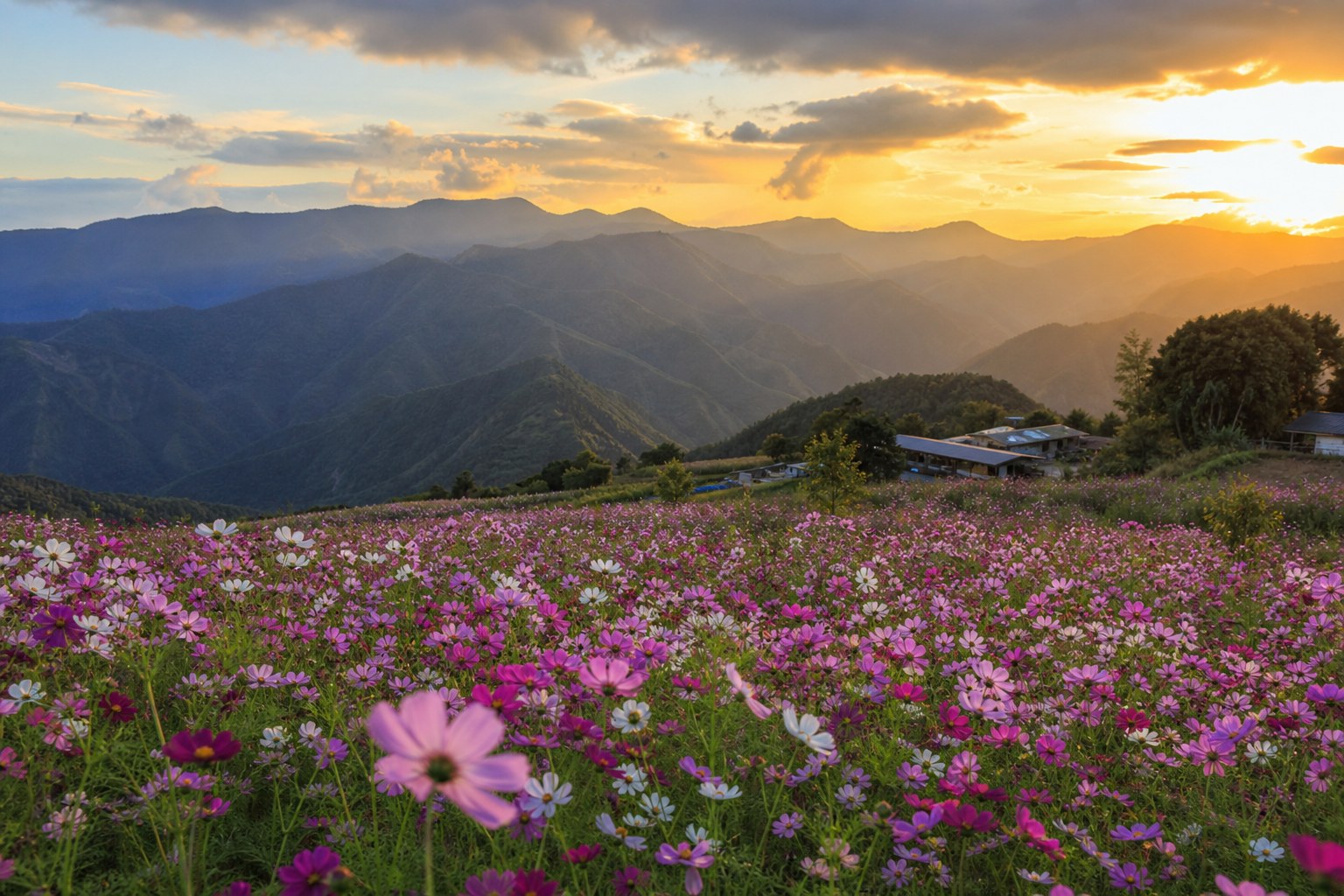 【AI生成示意圖】福壽山農場九月波斯菊花海，粉紅花毯與遠山晚霞相映