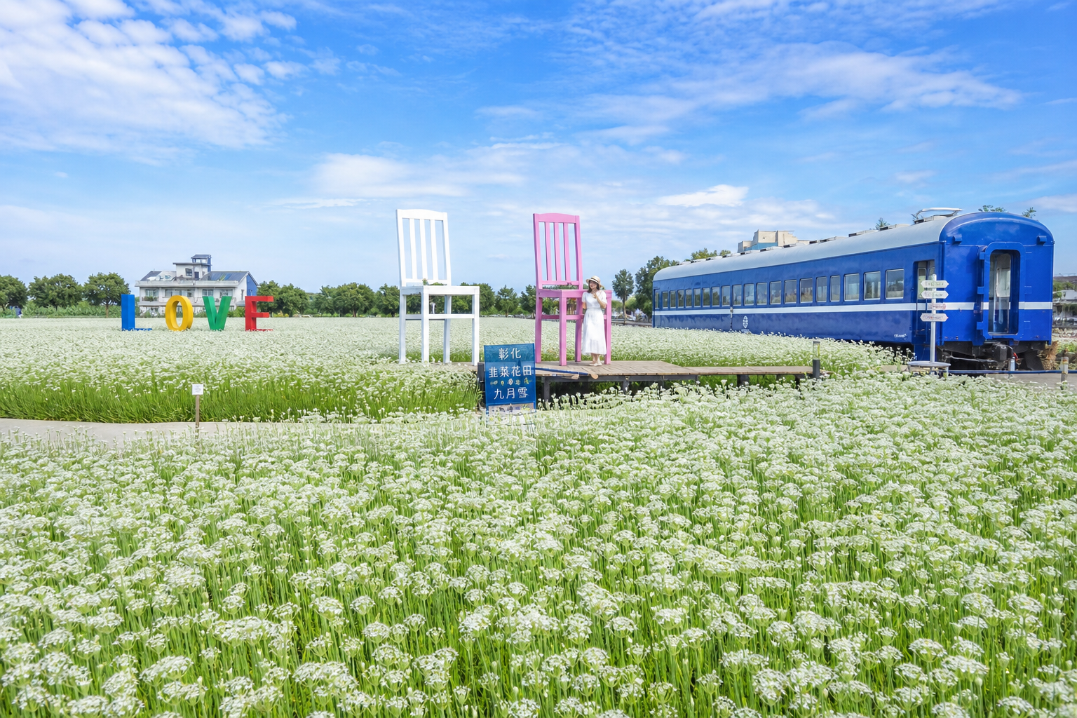 幸福韭韭韭菜花田空拍全景,白色花海如九月雪覆蓋大地,配有 LOVE 裝置藝術與古董車廂