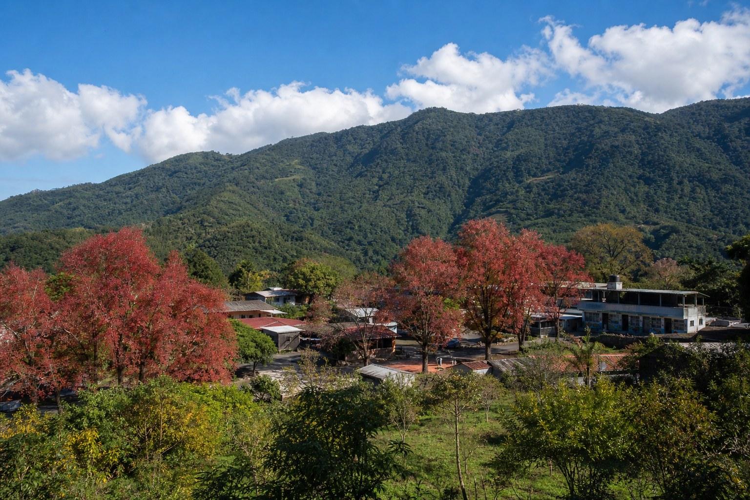 【AI生成示意圖】台東紅葉村，日治時期種下的楓樹在十二月染紅村落與學校