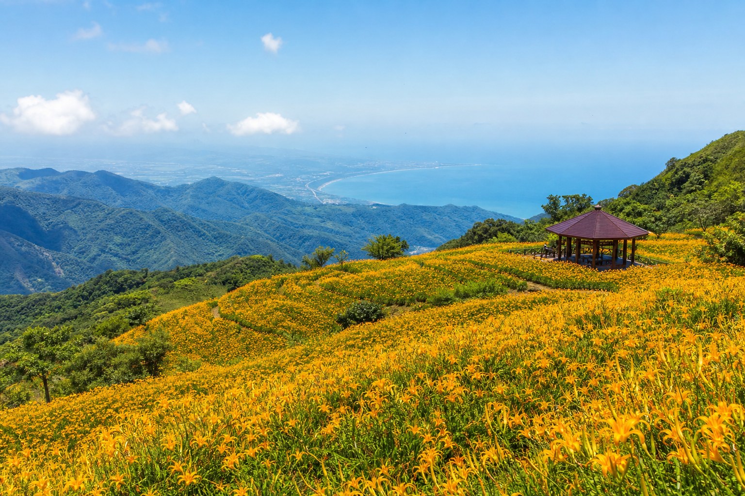 太麻里金針山雙乳峰:金黃花海沿山坡鋪向太平洋,山頂涼亭是最經典的賞花視角(AI 生成示意圖)
