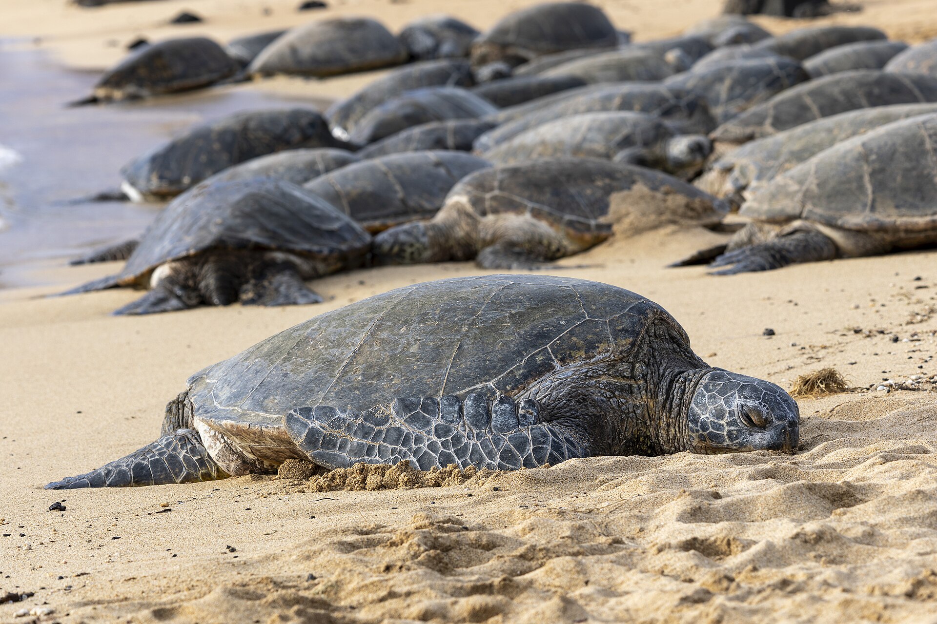 綠蠵龜（Chelonia mydas，示意圖，非小琉球現場拍攝）